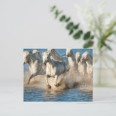 Witte paarden van Camargue, Frankrijk Briefkaart (Staand voorkant)