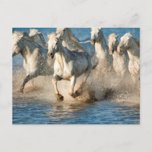 Witte paarden van Camargue, Frankrijk Briefkaart