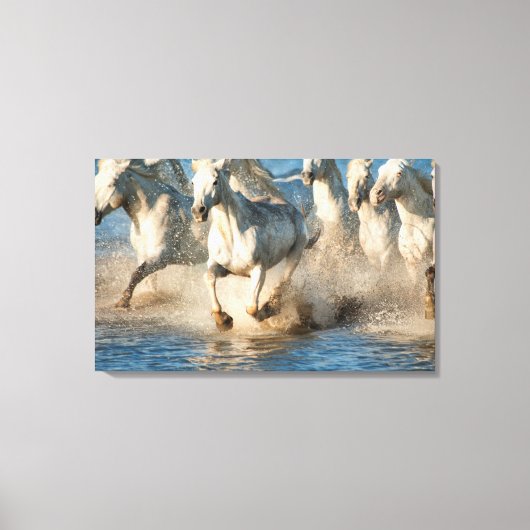 Witte paarden van Camargue, Frankrijk Canvas Afdruk (Voorkant)