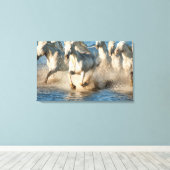 Witte paarden van Camargue, Frankrijk Canvas Afdruk (Insitu (Houten vloer))