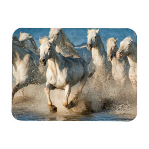 Witte paarden van Camargue, Frankrijk Magneet