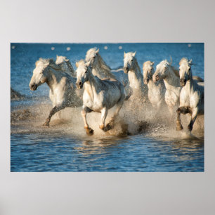 Witte paarden van Camargue, Frankrijk Poster