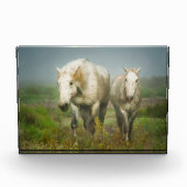 Witte paarden van Camargue in het veld Fotoblokken (Voorkant)