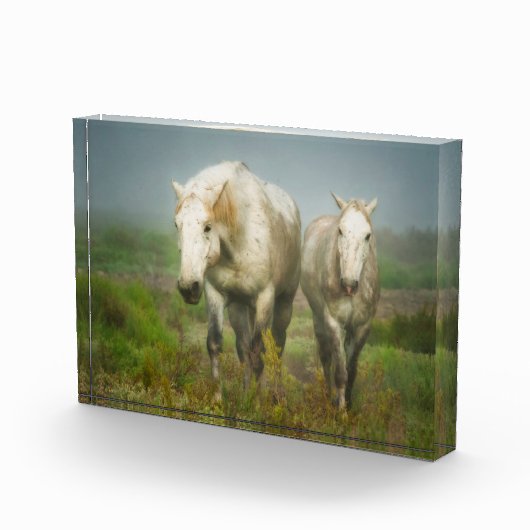 Witte paarden van Camargue in het veld Fotoblokken (Rechts)