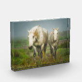 Witte paarden van Camargue in het veld Fotoblokken (Links)
