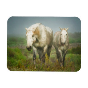 Witte paarden van Camargue in het veld Magneet