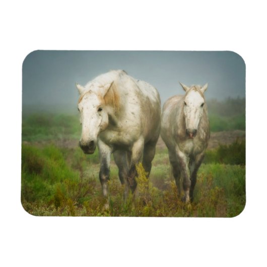Witte paarden van Camargue in het veld Magneet (Horizontaal)
