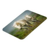 Witte paarden van Camargue in het veld Magneet (Linkerzijde)