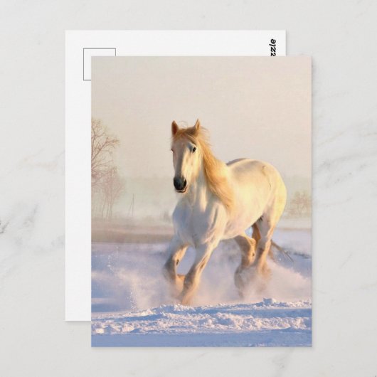 Witte paarden, witte sneeuw briefkaart (Voorkant / Achterkant)