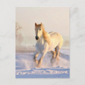 Witte paarden, witte sneeuw briefkaart (Voorkant)