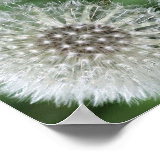 Witte paardenbloem pluis close-up Abstract Poster (Hoek)