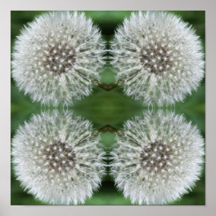 Witte paardenbloem pluis close-up Abstract Poster