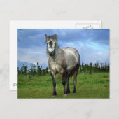 Witte paardenportret briefkaart (Voorkant / Achterkant)