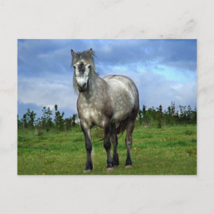 Witte paardenportret briefkaart