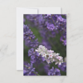 Witte & Paarse Lavendel Notitiekaartje
