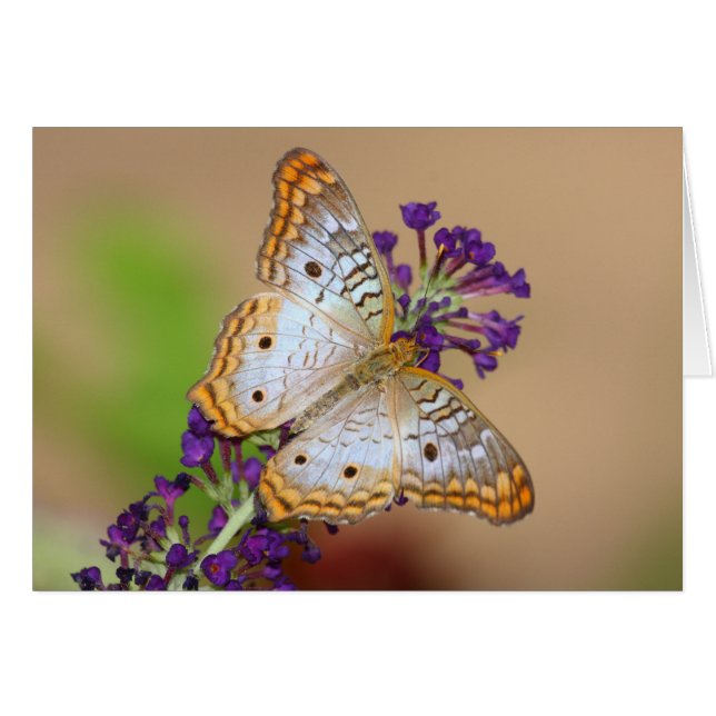 Witte pacock Butterfly op paarse bloemen (Voorkant Horizontaal)