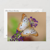 Witte pacock Butterfly op paarse bloemen Briefkaart (Voorkant / Achterkant)