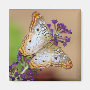 Witte pacock Butterfly op paarse bloemen Magneet