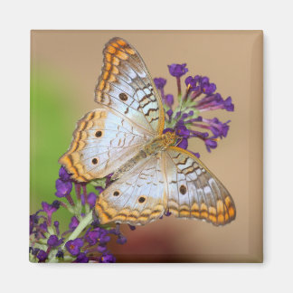 Witte pacock Butterfly op paarse bloemen Magneet