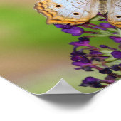 Witte pacock Butterfly op paarse bloemen Poster (Hoek)