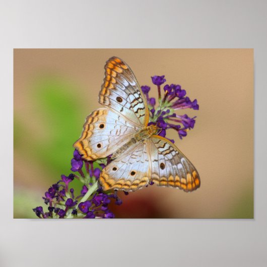 Witte pacock Butterfly op paarse bloemen Poster (Voorkant)
