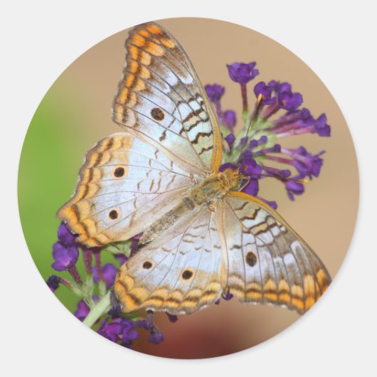 Witte pacock Butterfly op paarse bloemen Ronde Sticker (Voorkant)