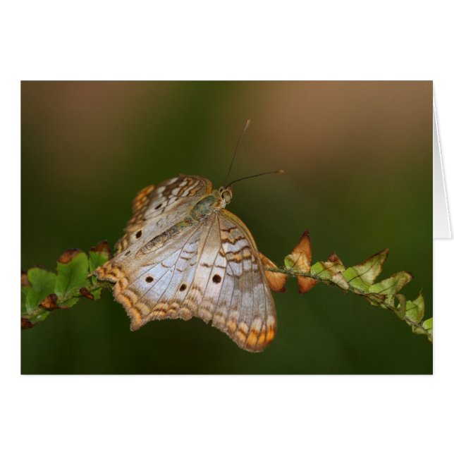 Witte pacockvlinder op bladeren (Voorkant Horizontaal)
