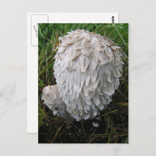 Witte paddenstoel briefkaart (Voorkant / Achterkant)