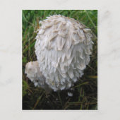 Witte paddenstoel briefkaart (Voorkant)