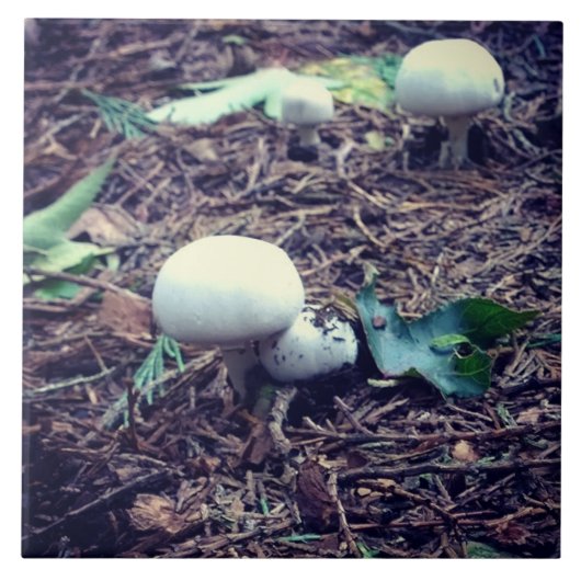 Witte paddenstoelen tegeltje (Voorkant)