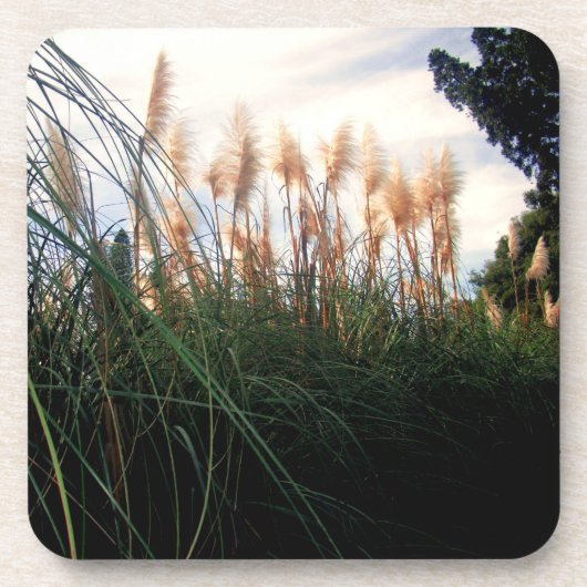 Witte Pampas Grass Blooms, Onderzetters (Voorkant)