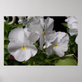 Witte panelen poster (Voorkant)