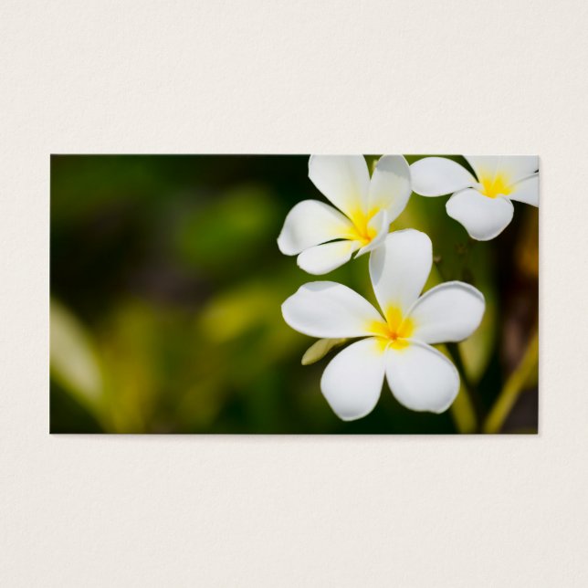 Witte pannenbloemen visitekaartjes (Voorkant)