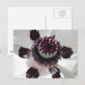 Witte papaver briefkaart (Voorkant / Achterkant)
