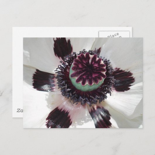 Witte papaver briefkaart (Voorkant / Achterkant)