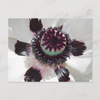 Witte papaver briefkaart