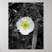 Witte papaver na de regen poster (Voorkant)