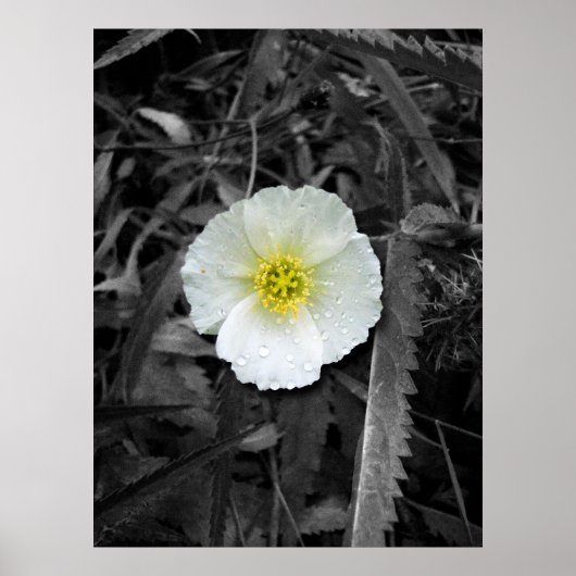 Witte papaver na de regen poster (Voorkant)