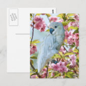 Witte papegaai in het Briefkaart van de krab Apple (Voorkant / Achterkant)