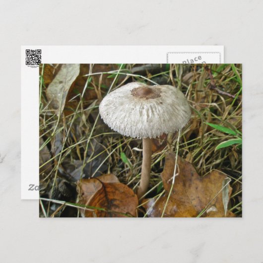 Witte parasolpaddenstoel Coördinerende items Briefkaart (Voorkant / Achterkant)