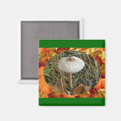 Witte parasolpaddenstoel Coördinerende items Magneet (Voorkant / Achterkant)