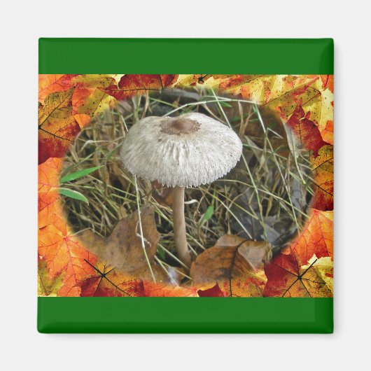 Witte parasolpaddenstoel Coördinerende items Magneet (Voorkant)