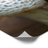 Witte Parasolzwam Poster (Hoek)