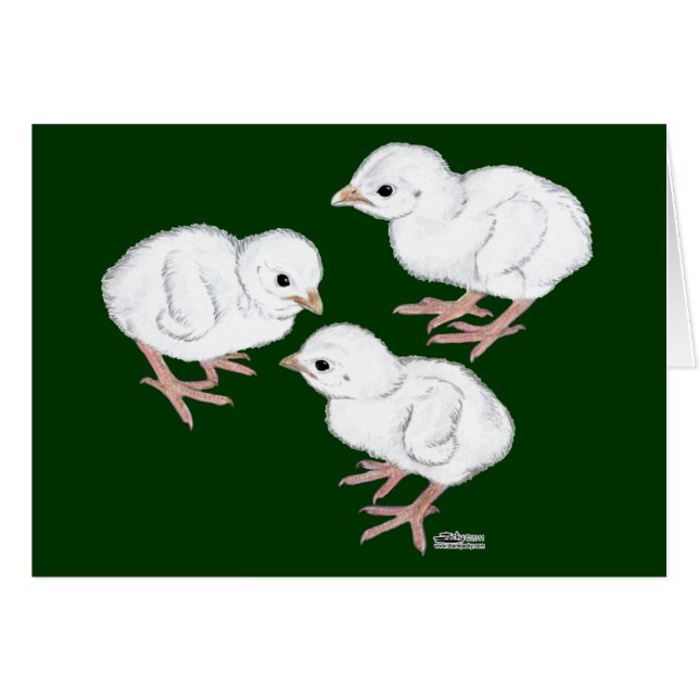 Witte Parelhoenkuikens (Voorkant Horizontaal)