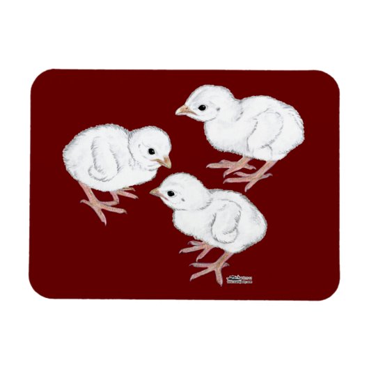 Witte Parelhoenkuikens Magneet (Horizontaal)