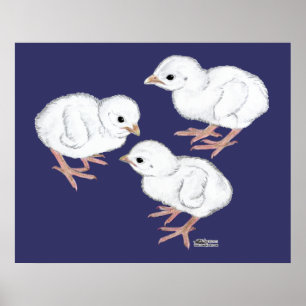 Witte Parelhoenkuikens Poster