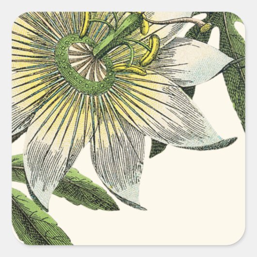 Witte Passie Bloem Botanisch Vierkante Sticker (Voorkant)