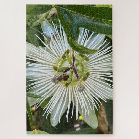 Witte Passiebloem met Bij, Oakland Legpuzzel (Verticaal)