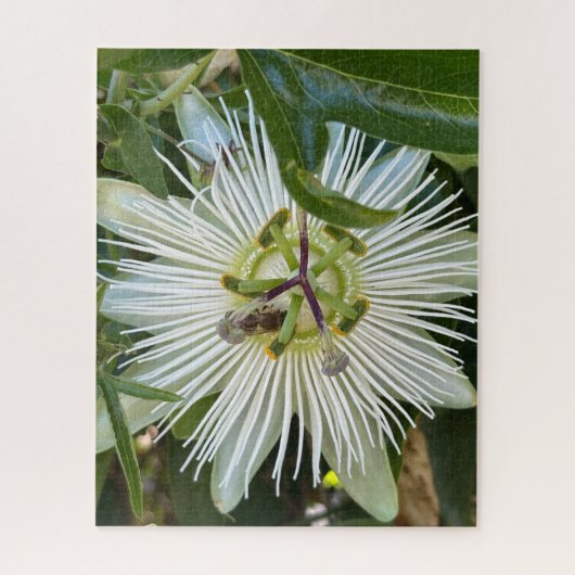 Witte Passiebloem met Bij, Oakland Legpuzzel (Verticaal)