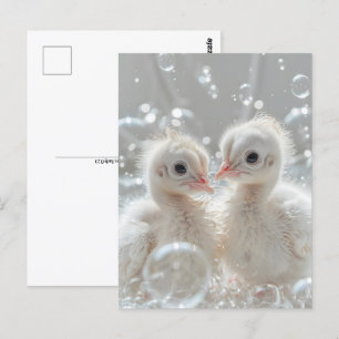 Witte pauw baby's, Postcrossing Briefkaart